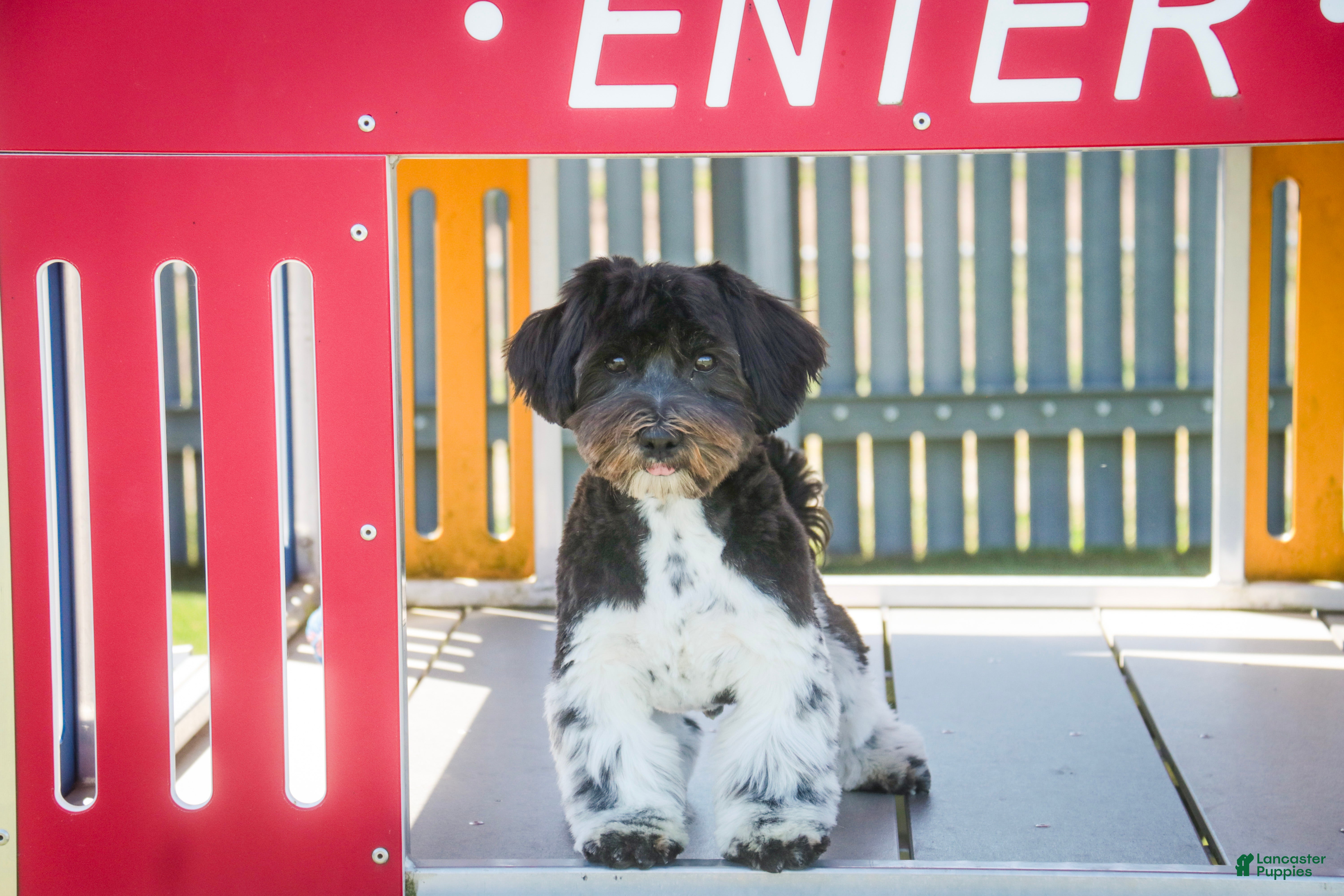 Havanese dogs Oreo - Ad 2
