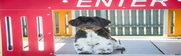 Havanese dogs for sale: Oreo - Ad 2