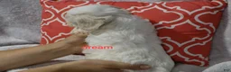 Shihpoo dogs for sale: Rayna - Ad 4