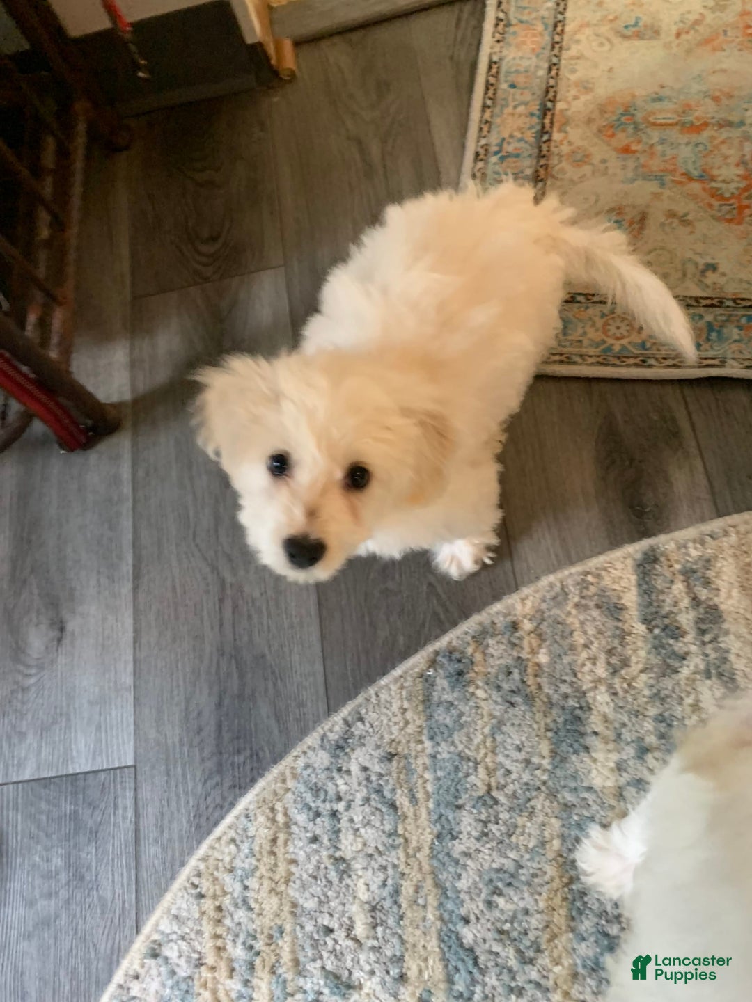 Gallery Image {{count}}