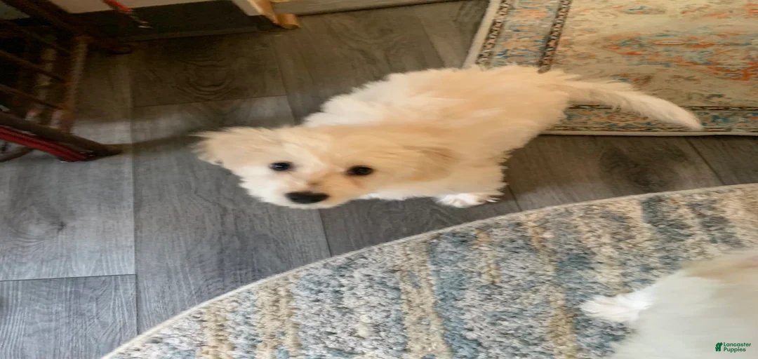 Gallery Image {{count}}