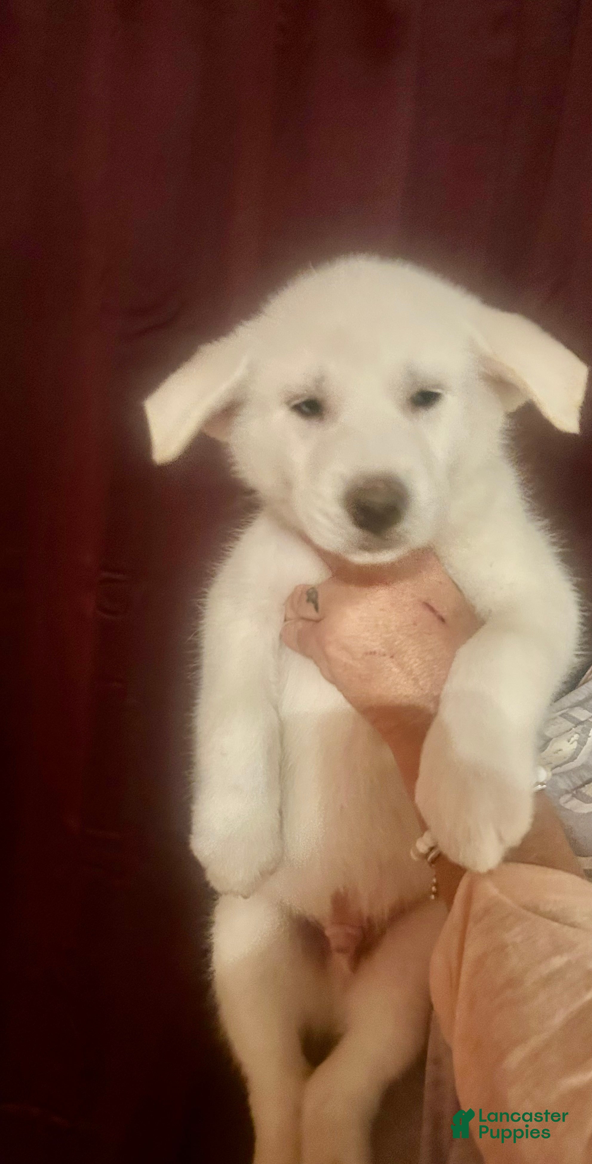 Gerberian Shepsky dogs Bailey Gerberian Shepsky Puppy 4 - Ad 27