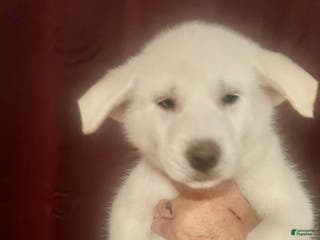 Gerberian Shepsky dogs Bailey Gerberian Shepsky Puppy 4 - Ad 27