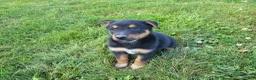 Mixed Breed dogs for sale: Jack  - Ad 4