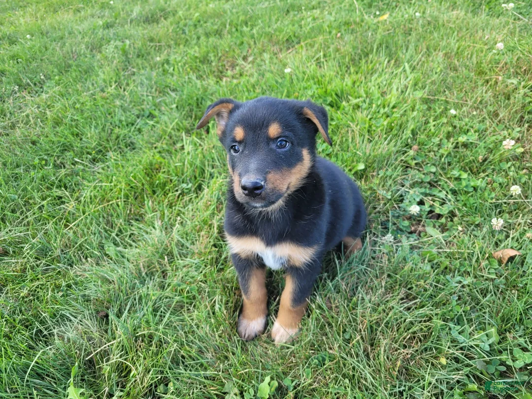 Mixed Breed dogs for sale: Jack  - Ad 4