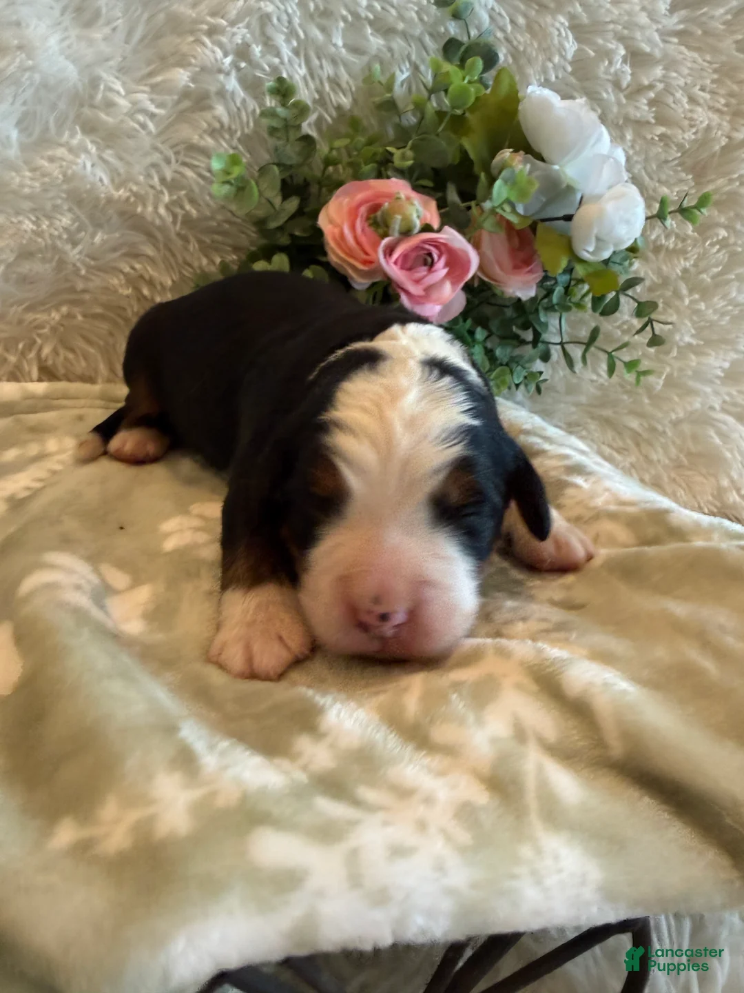 Bernese Mountain Dog dogs for sale: Dean - Ad 2
