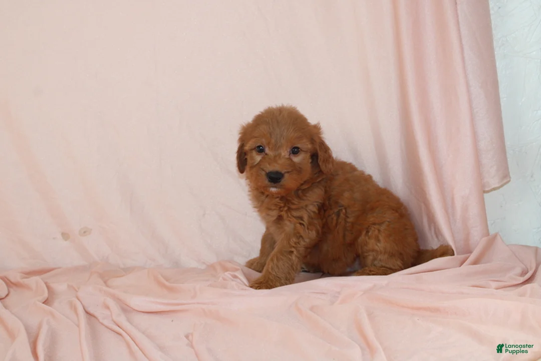 Goldendoodle dogs for sale: Walrus - Ad 4
