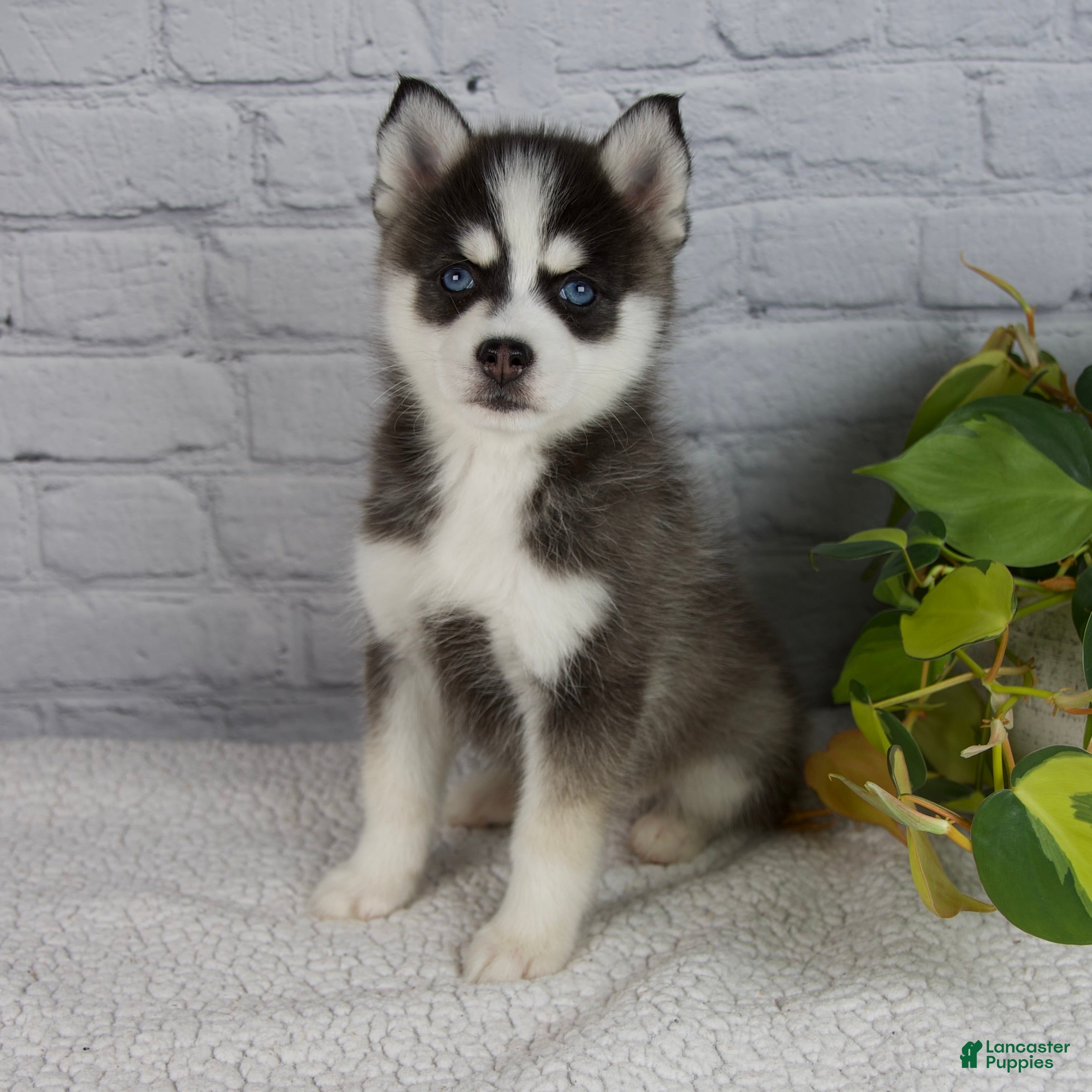 Pomsky dogs Sabrina - Ad 1