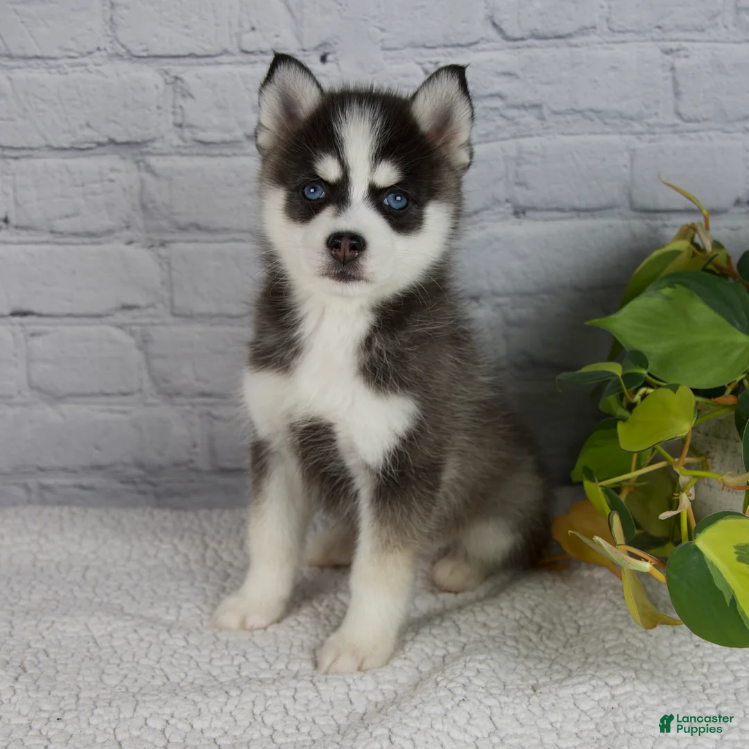 Pomsky dogs for sale: Sabrina - Ad 1