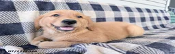 Golden Retriever dogs for sale: Darla - Ad 3