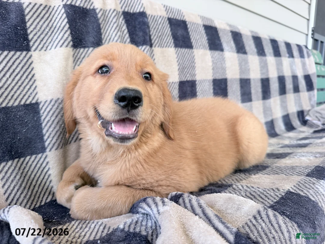 Golden Retriever dogs for sale: Darla - Ad 3