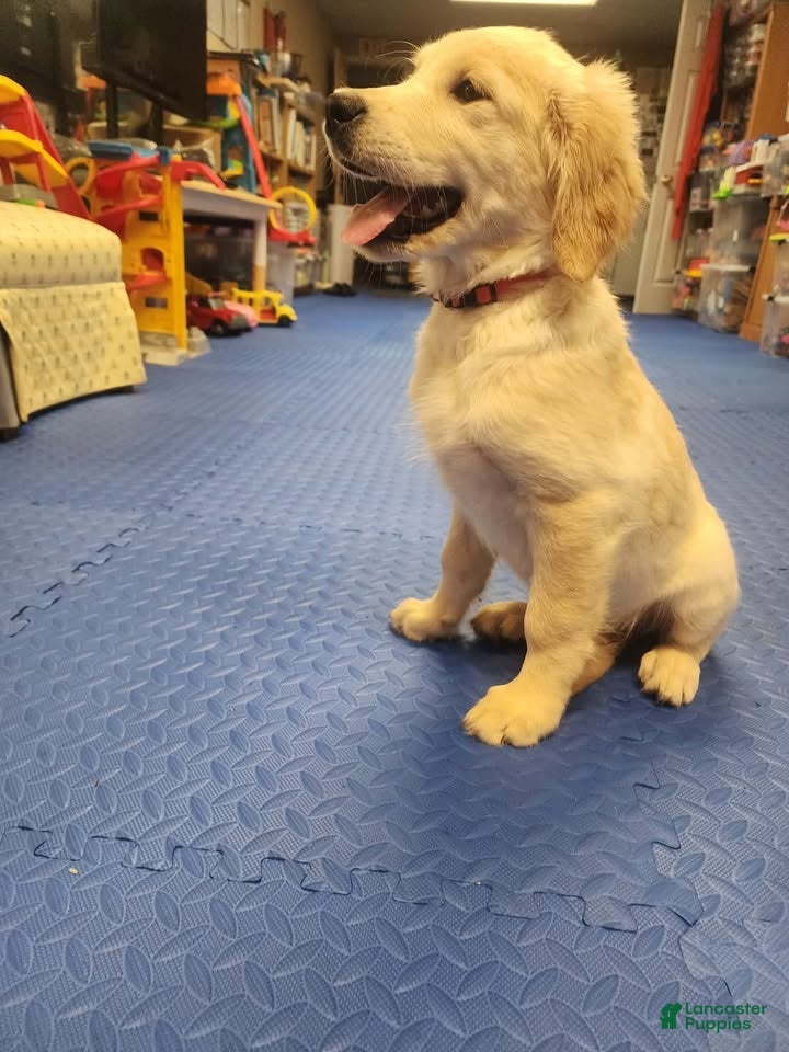 Golden Retriever dogs Golden Retriever 3 - Ad 1