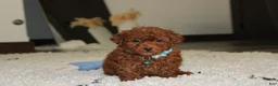 Bichpoo dogs for sale: Simba - Ad 2
