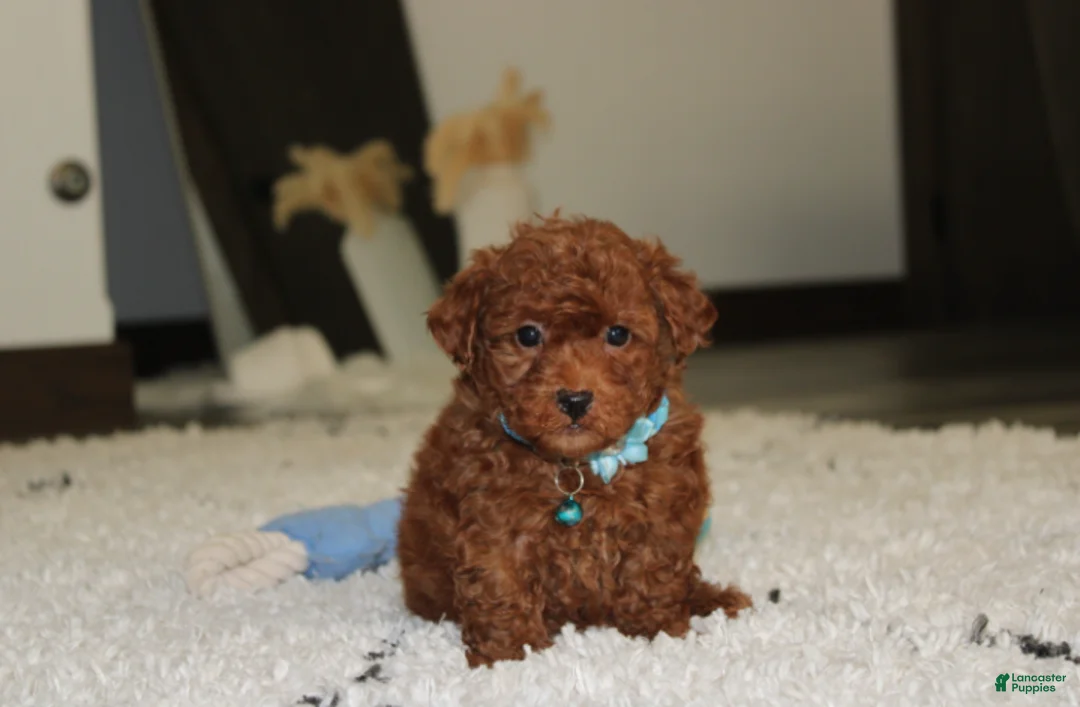 Bichpoo dogs for sale: Simba - Ad 2