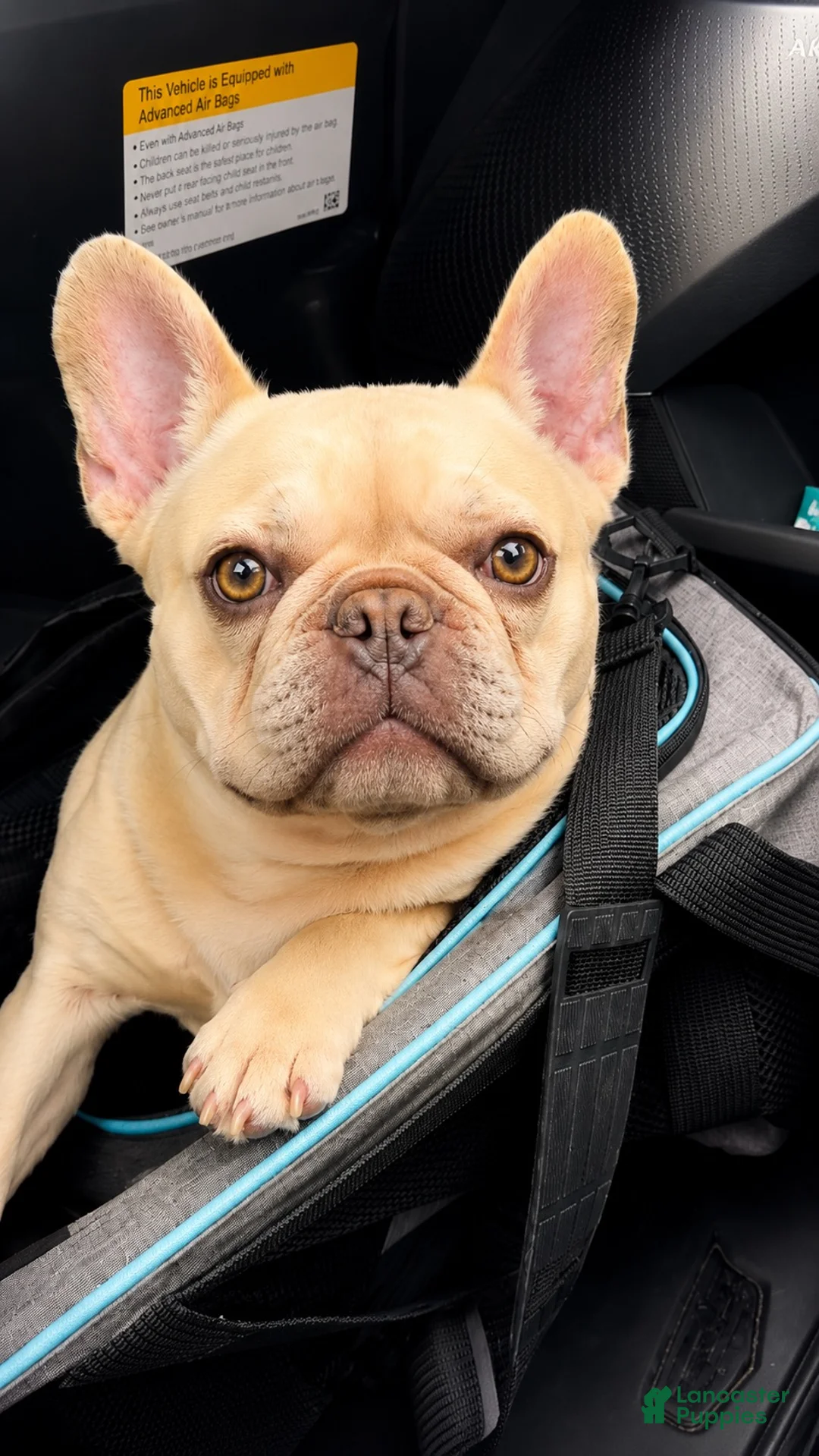 French Bulldog dogs for sale: Cookie - Ad 5