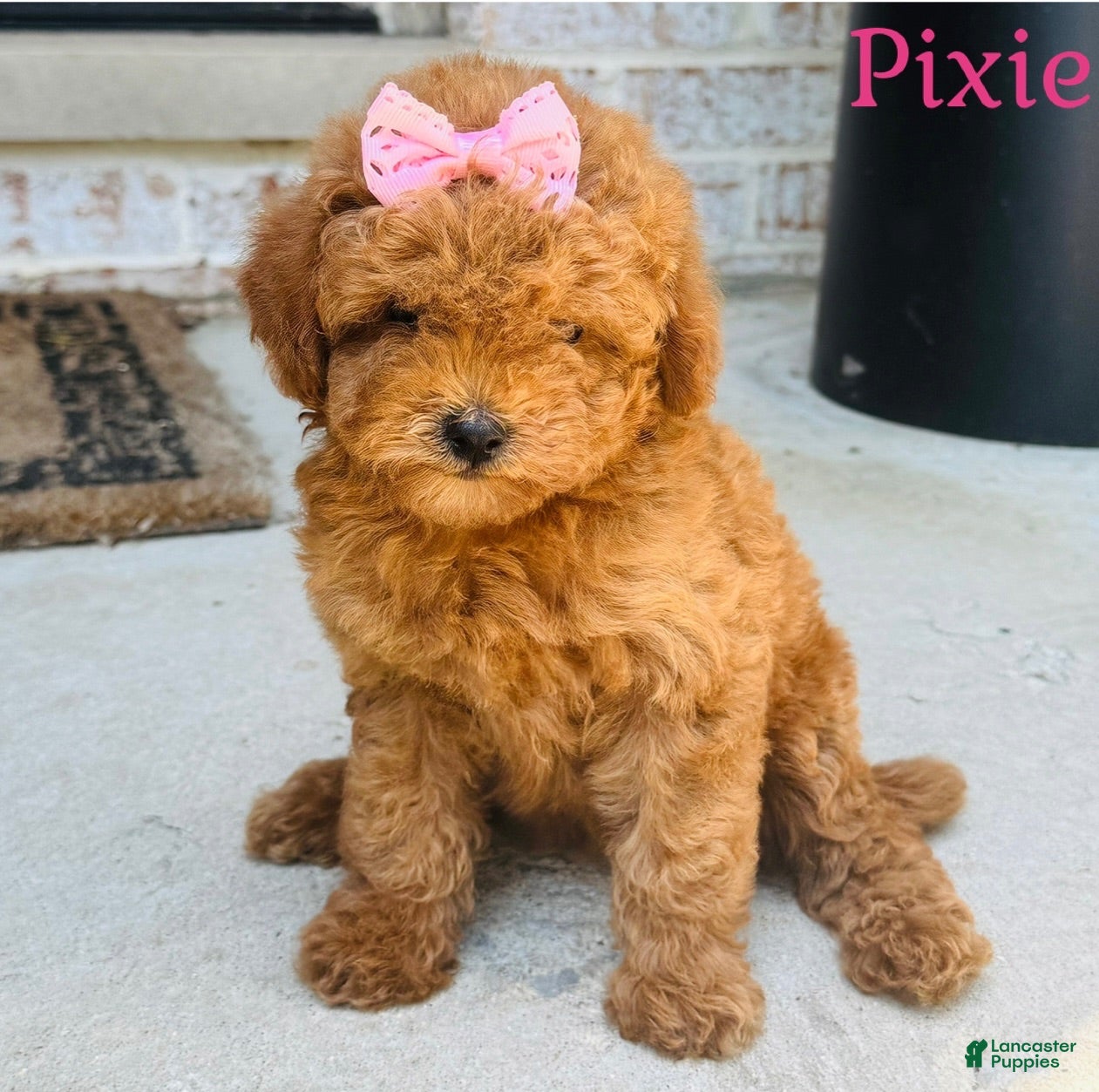 Mini Goldendoodle dogs Mini Goldendoodle 3 - Ad 27