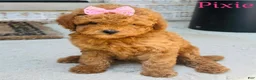 Mini Goldendoodle dogs for sale: Mini Goldendoodle 3 - Ad 1