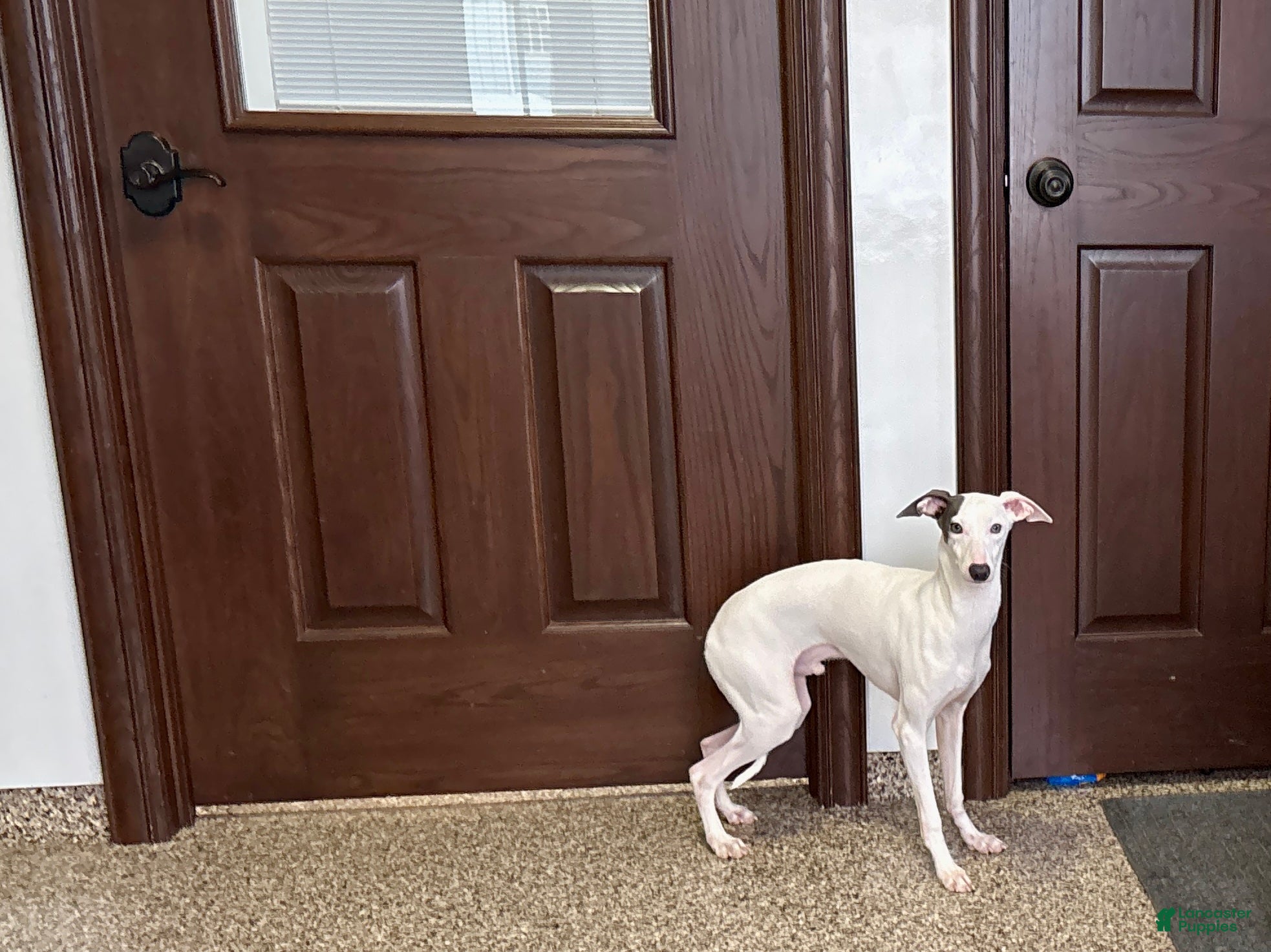 Italian Greyhound dogs JJ - Ad 2