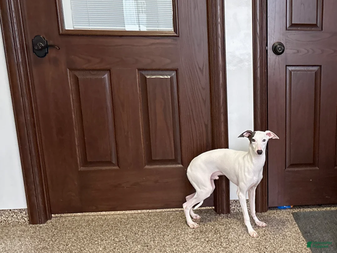 Italian Greyhound dogs for sale: JJ - Ad 2