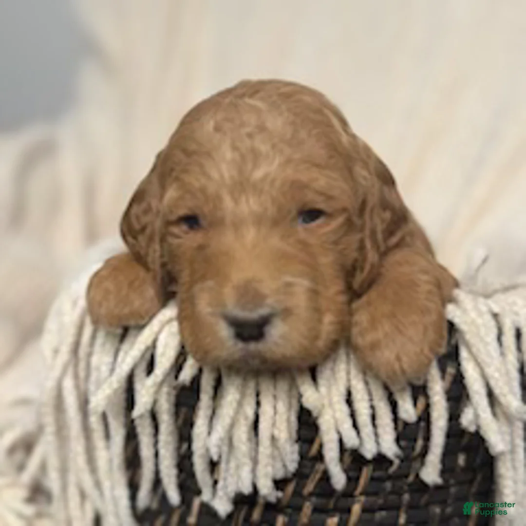 Labradoodle dogs for sale: Labradoodle Puppy 2 - Ad 1
