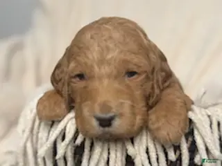 Labradoodle dogs Labradoodle Puppy 2 - Ad 19