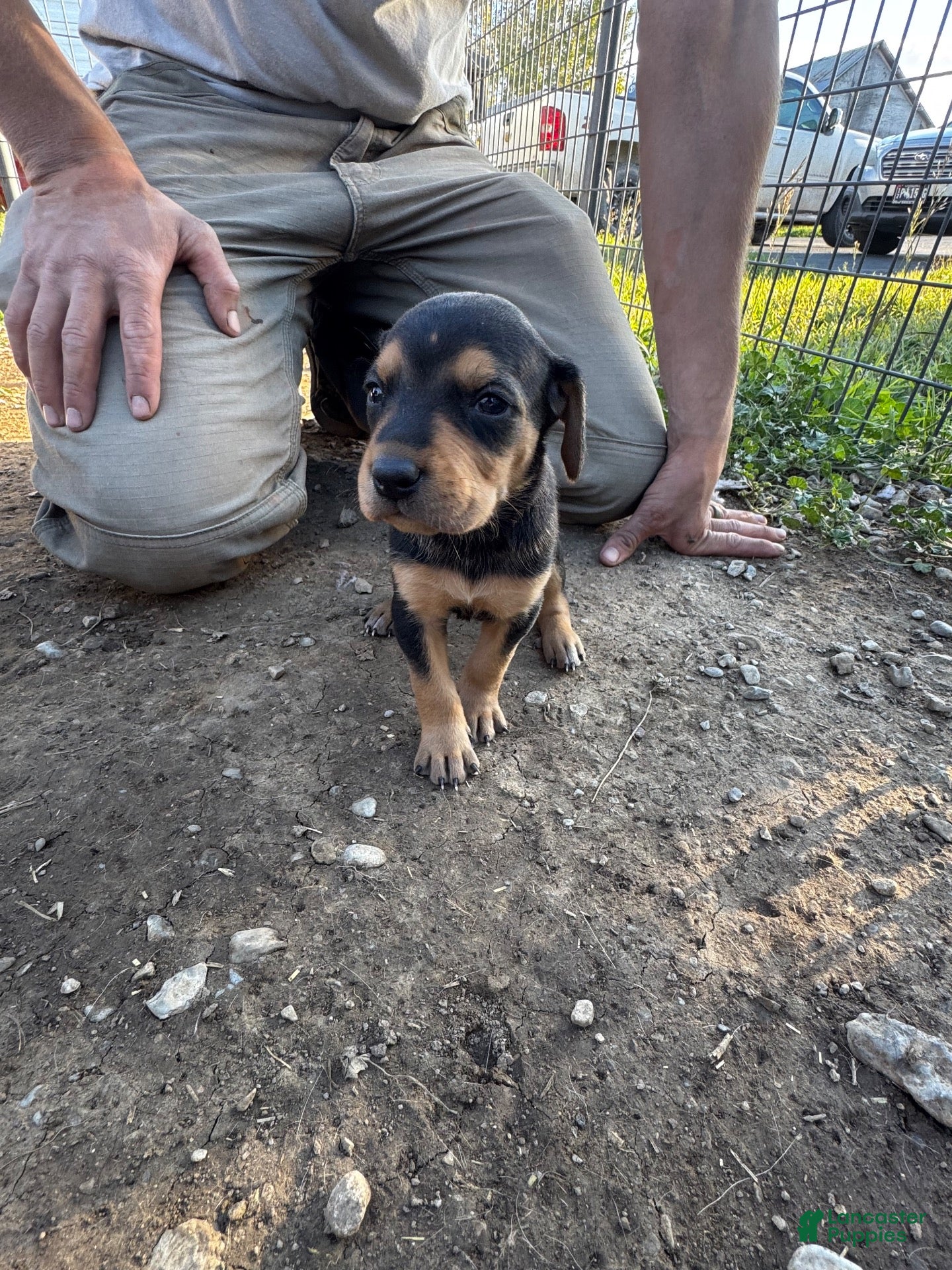 Mixed Breed dogs for sale: Hound puppy 7 - Ad 25