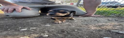 Mixed Breed dogs for sale: Hound puppy 7 - Ad 1