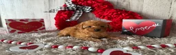 Toy Poodle dogs for sale: Uzay - Ad 4