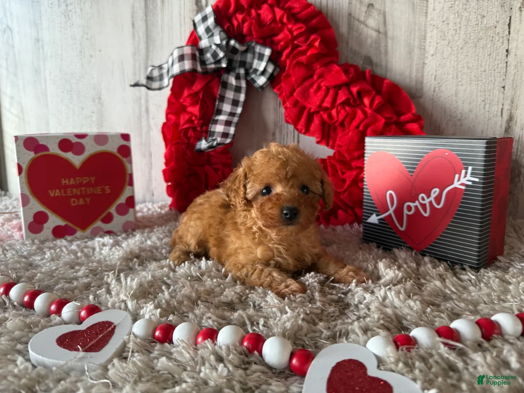 Toy Poodle dogs for sale: Uzay - Ad 4