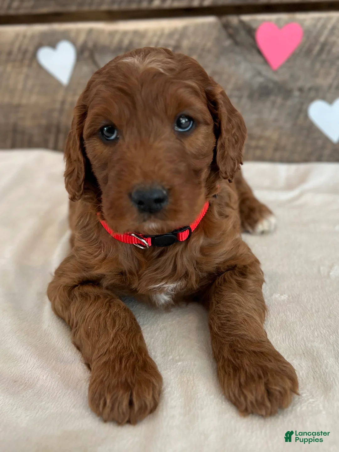 Irish Doodle dogs for sale: Scarlett - Ad 2