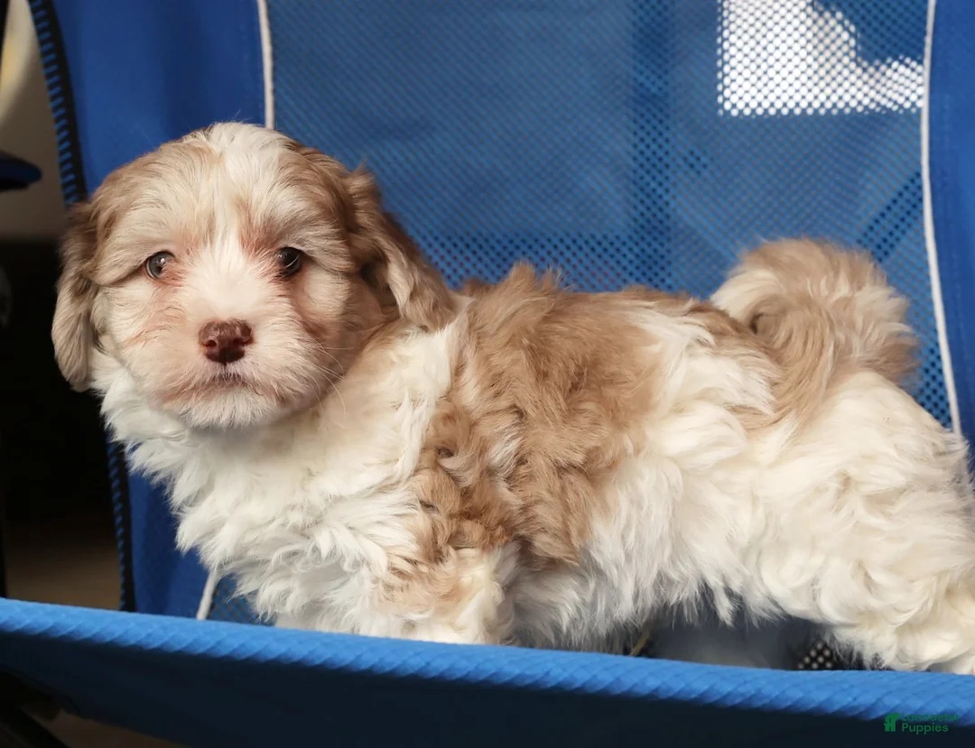 Havapoo dogs for sale: Buster - Ad 7