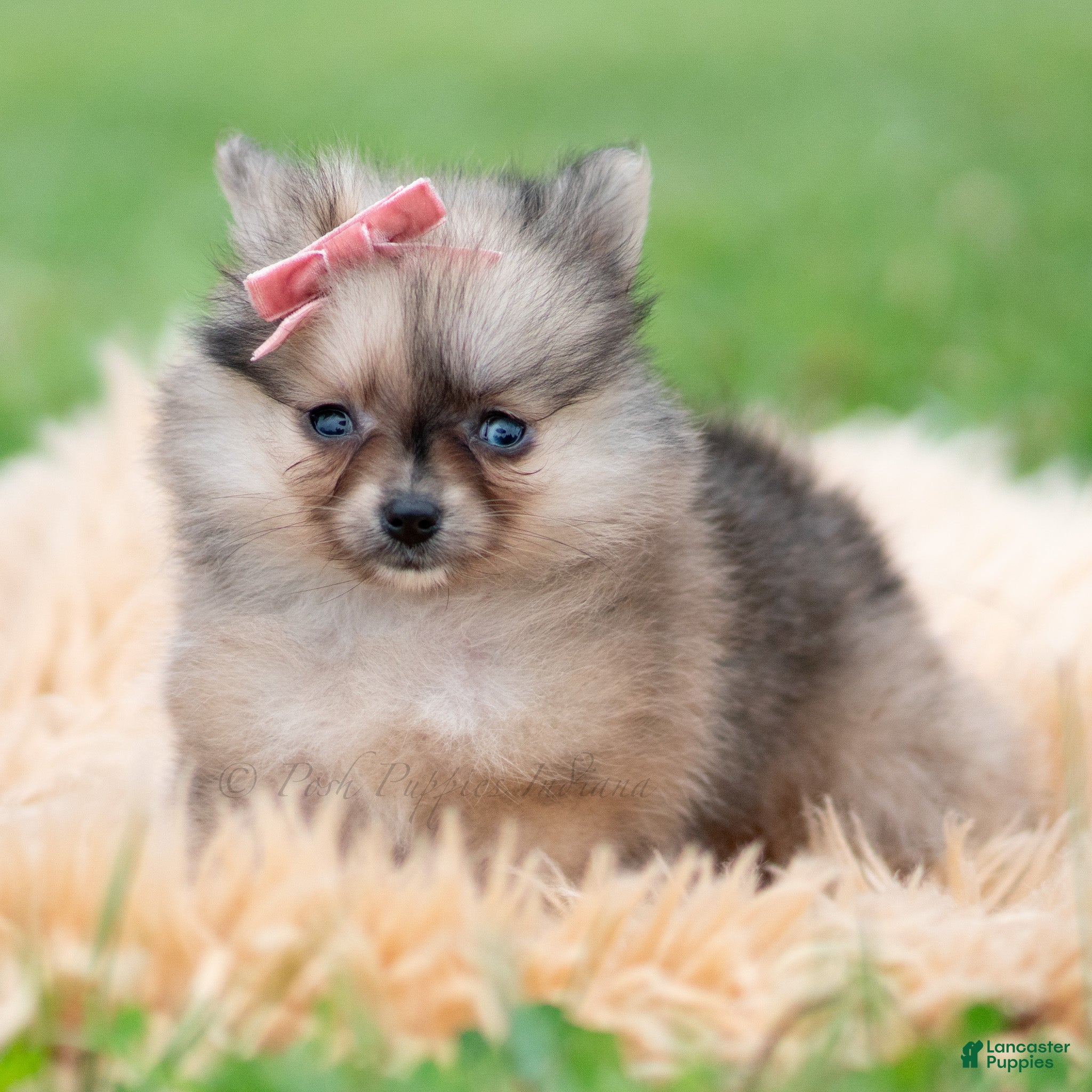 Pomeranian dogs Julia - Ad 22