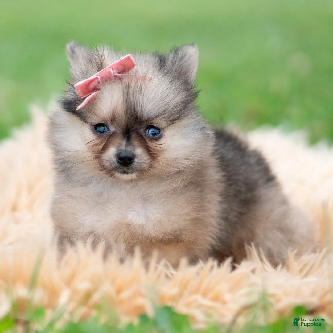 Pomeranian dogs for sale: Julia - Ad 1