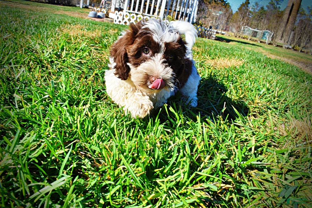 Havapoo dogs for sale: Rocky - Ad 9