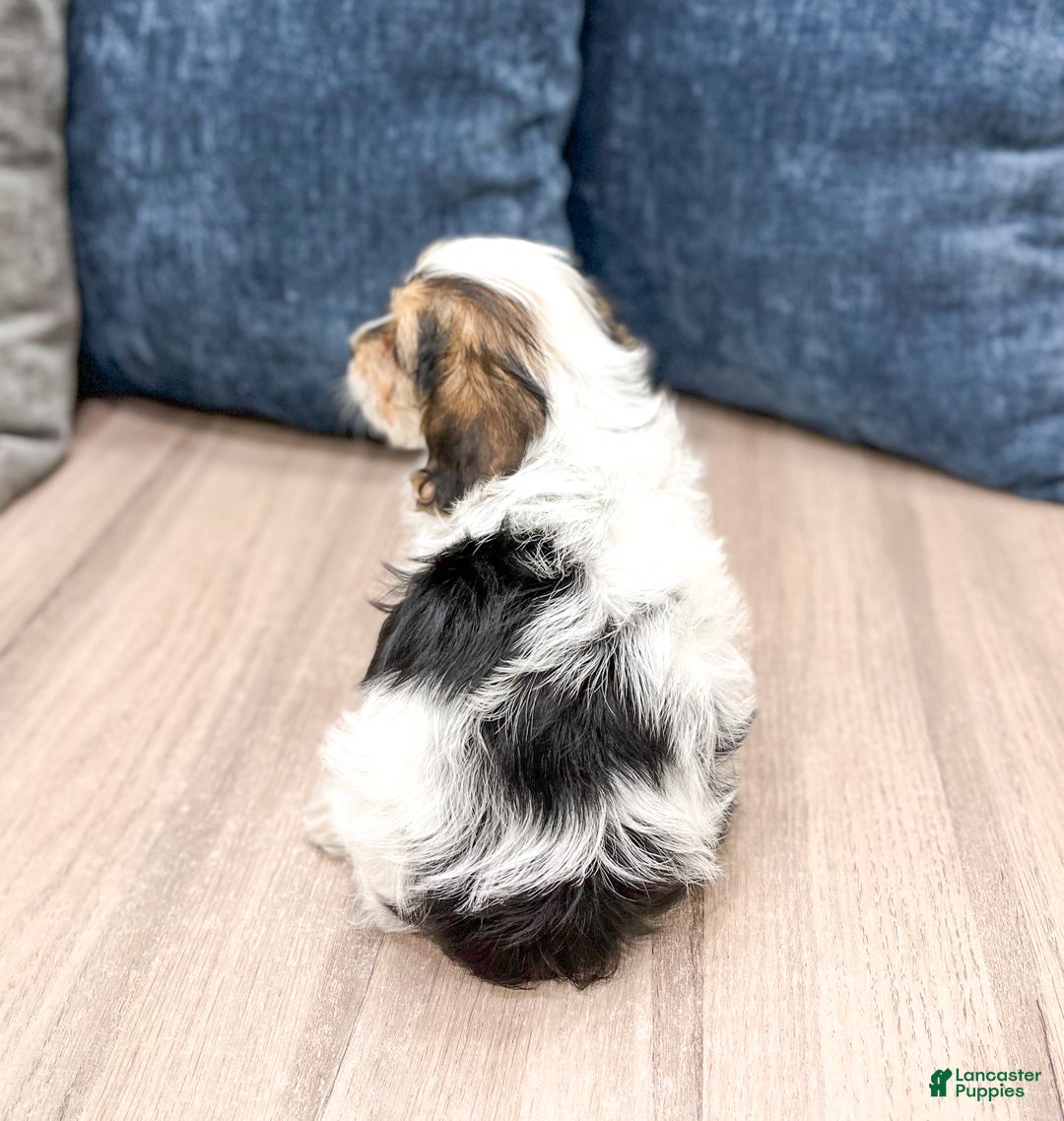 Yorkiepoo dogs for sale: Cash - Ad 4