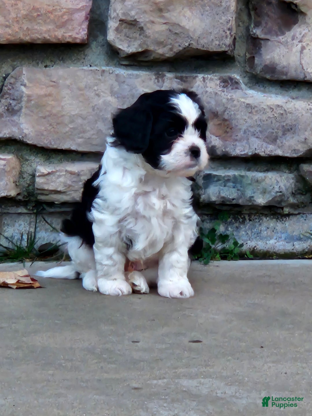 Mixed Breed dogs for sale: Oreo - Ad 5