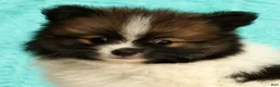 Pomeranian dogs for sale: Michael - Ad 3