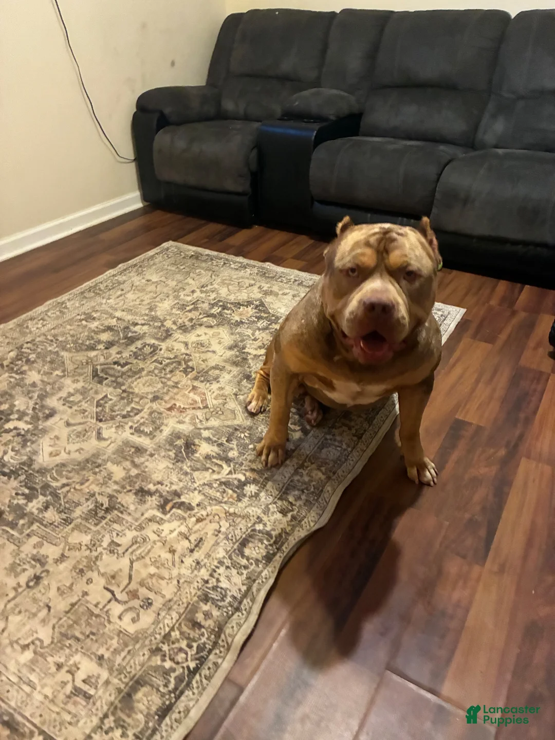 American Bully dogs for sale: American Bully 1 - Ad 4