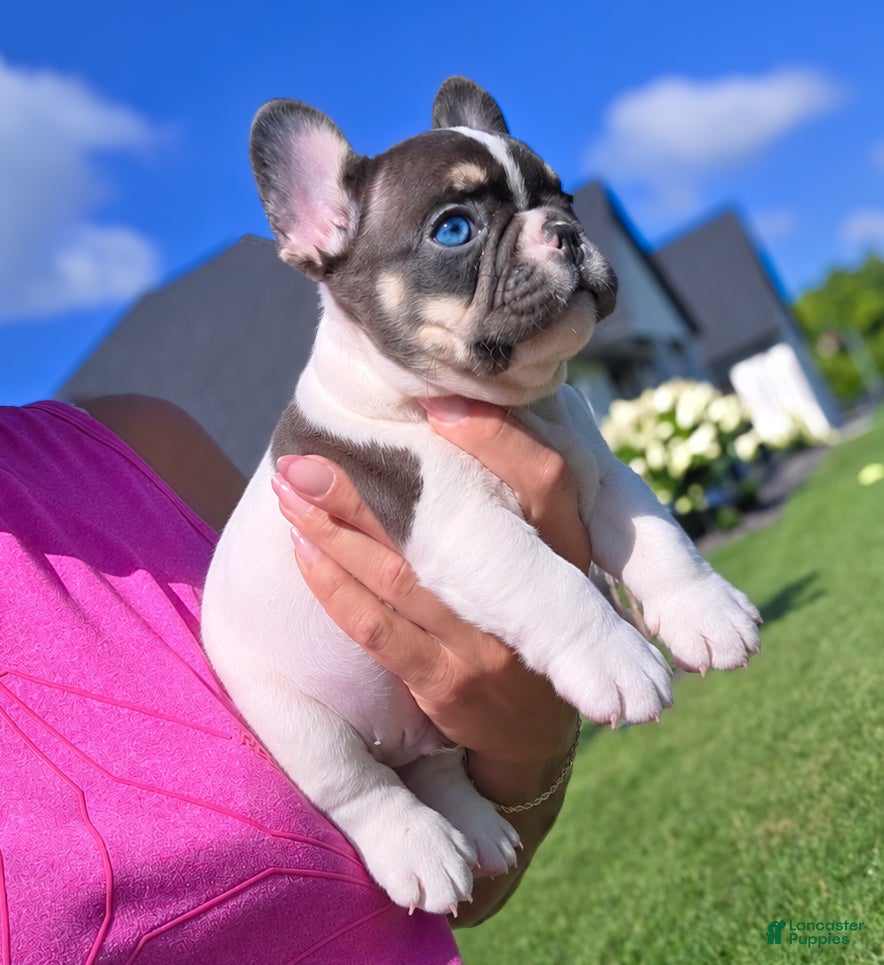 French Bulldog dogs Otis - Ad 1