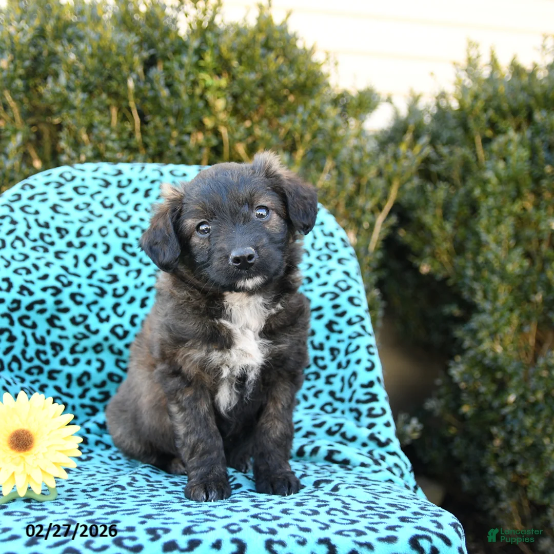 Mixed Breed dogs for sale: Lilac - Ad 1