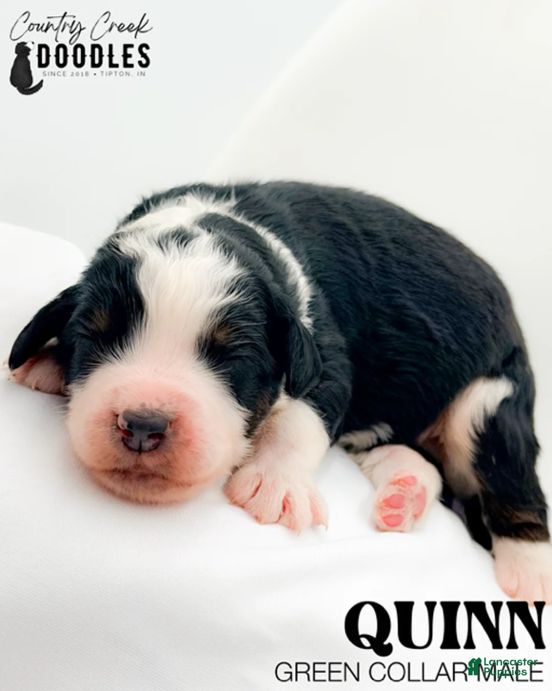 Bernedoodle dogs for sale: Quinn - Ad 2