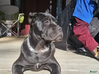 Cane Corso dogs REMI - Ad 8
