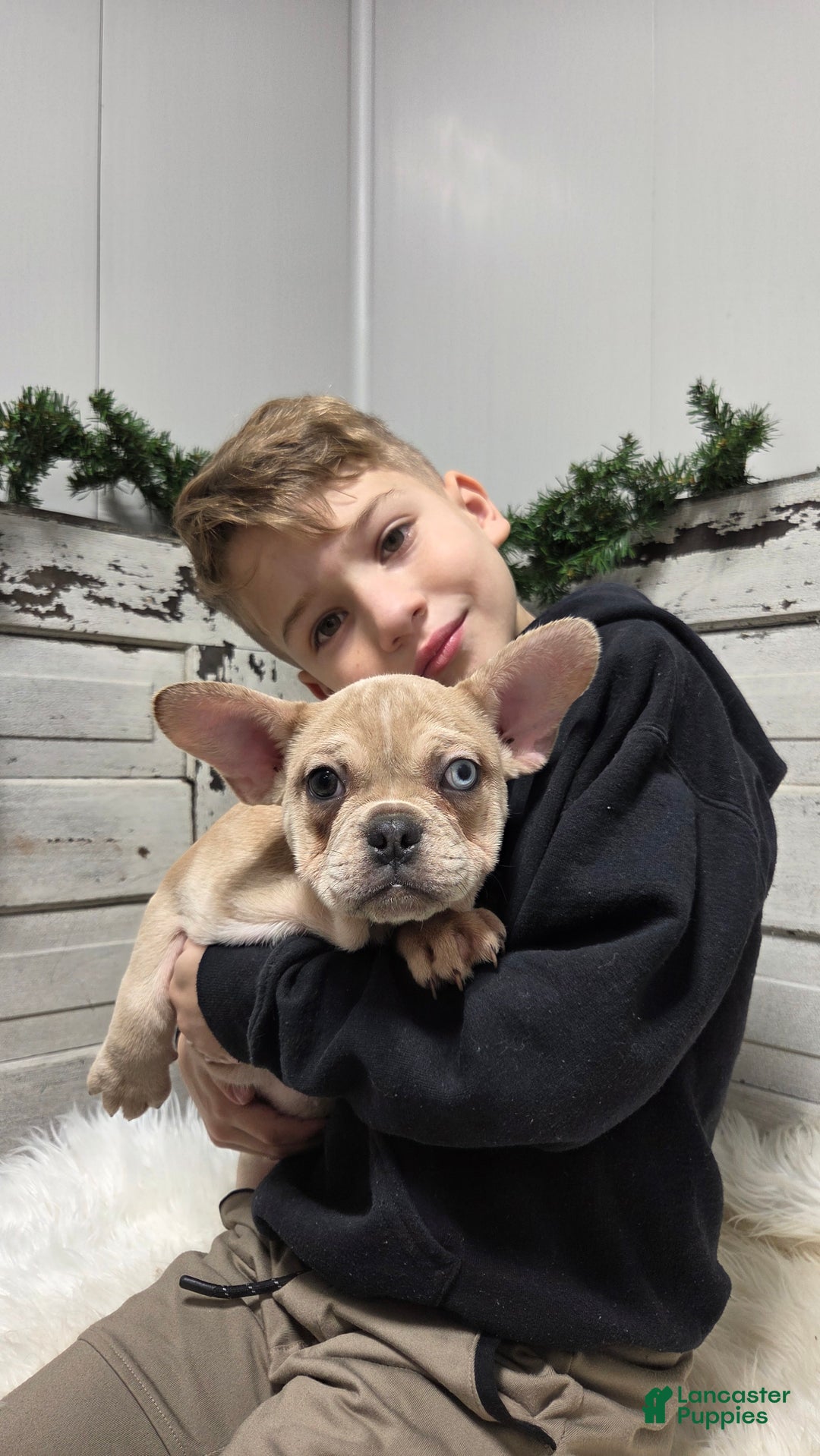French Bulldog dogs for sale: Chase - Ad 2