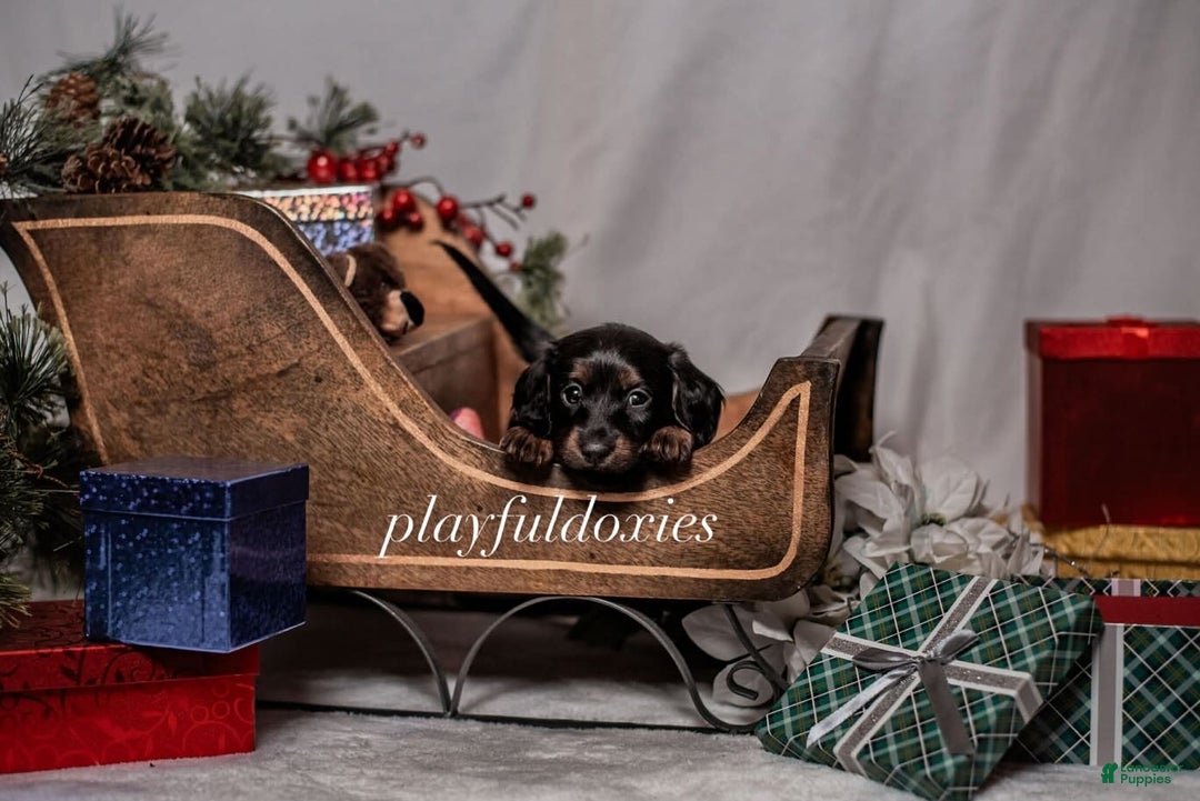 Miniature Dachshund dogs for sale: Yellow Collar Girl Dachshund Puppy  - Ad 4