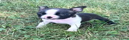 Boston Terrier dogs for sale: Utah - Ad 5