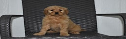 Goldendoodle dogs for sale: Piper - Ad 1