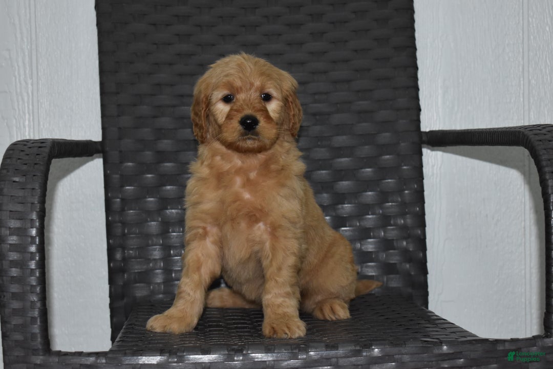 Goldendoodle dogs for sale: Piper - Ad 1
