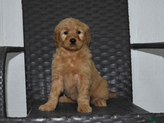 Goldendoodle dogs Piper - Ad 14