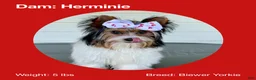Biewer Terrier dogs for sale: Molly - Ad 15