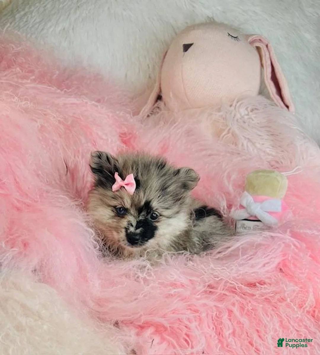 Pomeranian dogs for sale: Pomeranian Puppy 1 - Ad 1